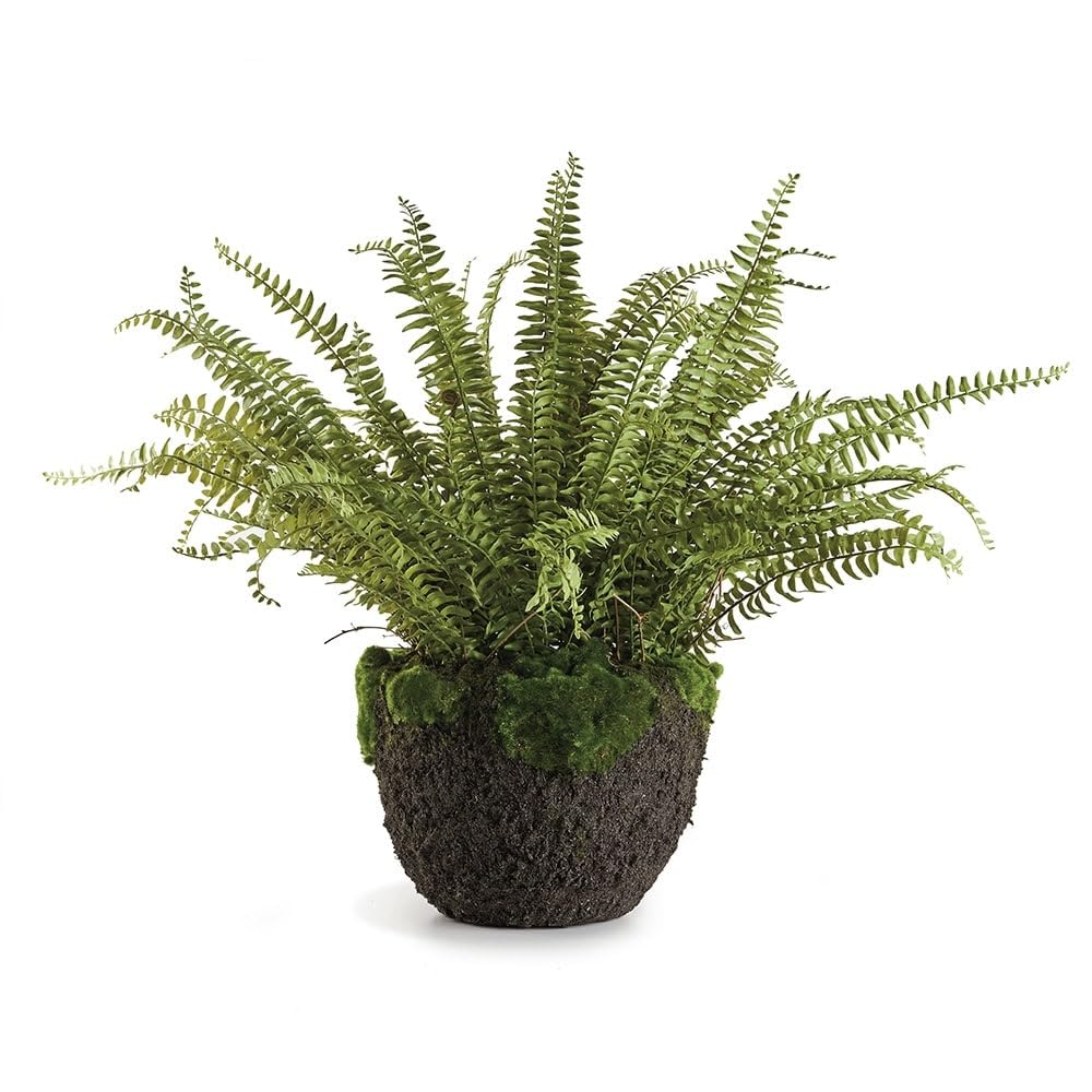 Grand Boston Fern Drop-in 30" Green
