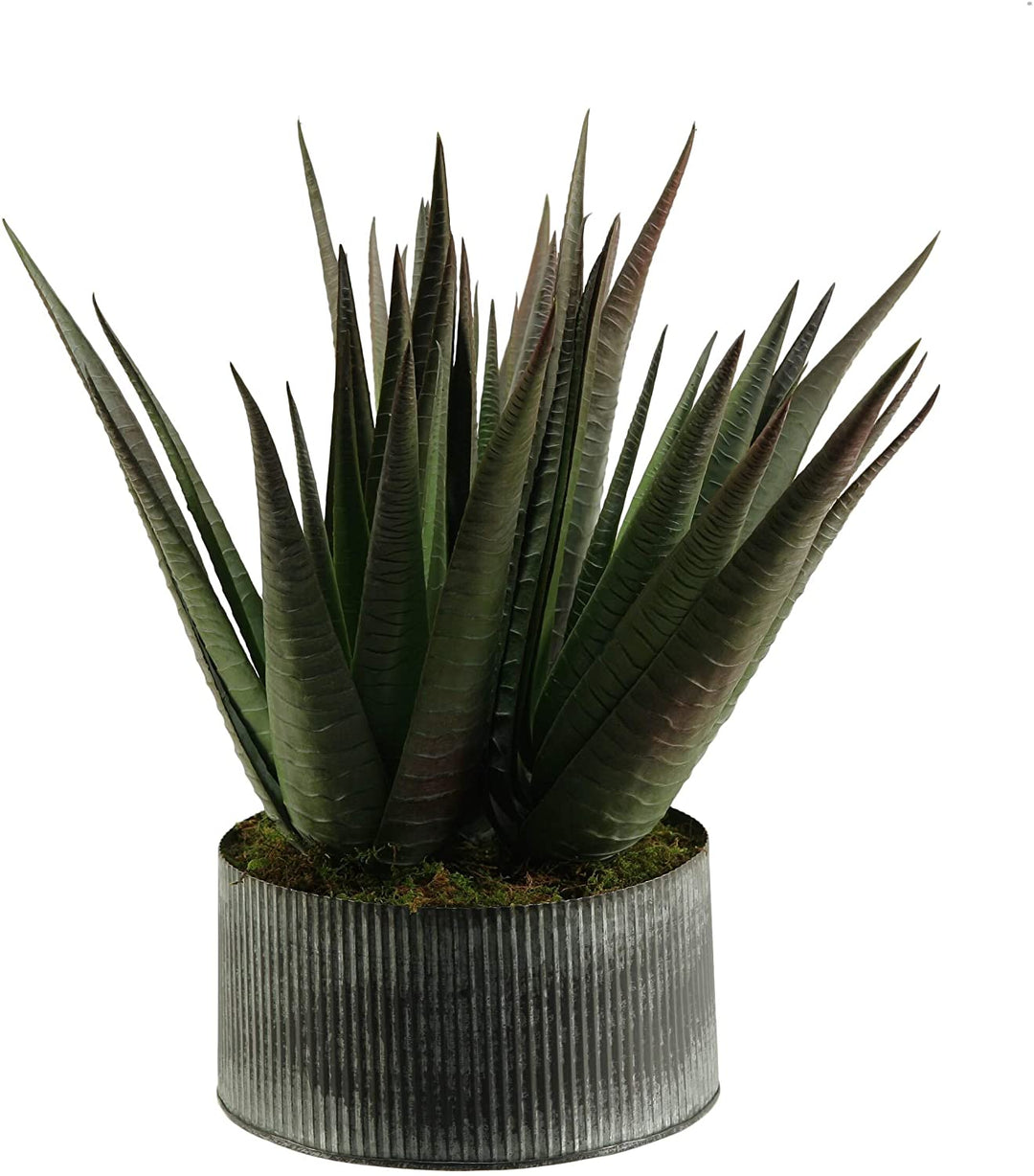 Agave Plant Round Tin