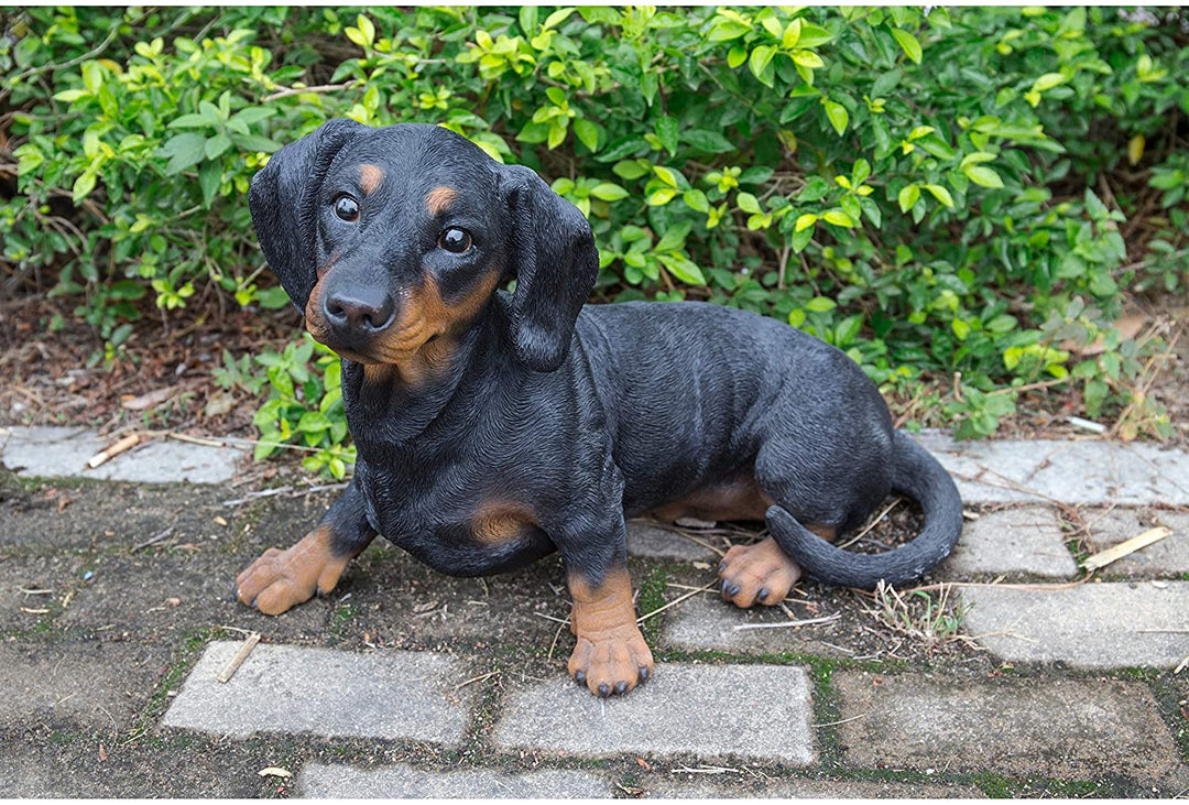 Dachshund