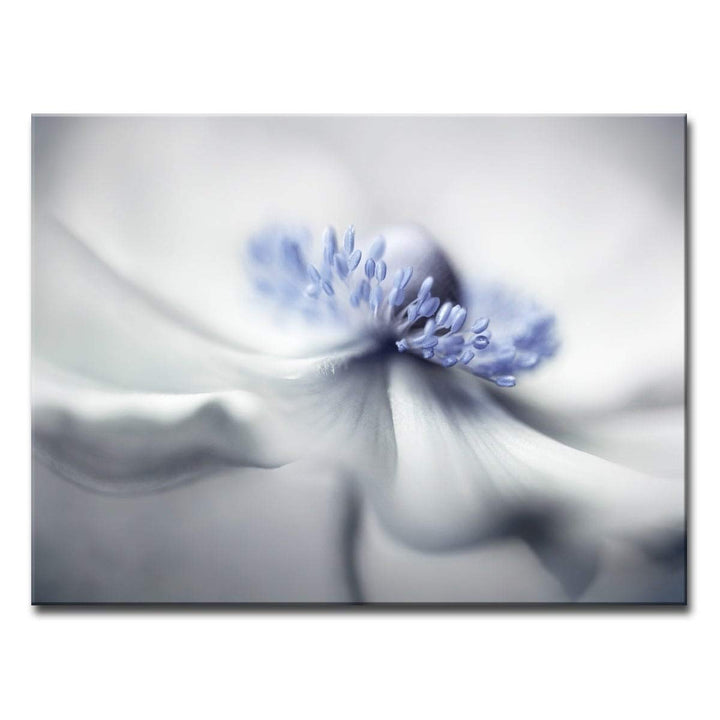 Ready2HangArt Anemone Spirit' Floral Wrapped Canvas Wall Art Overall Size: 30 - Diamond Home USA