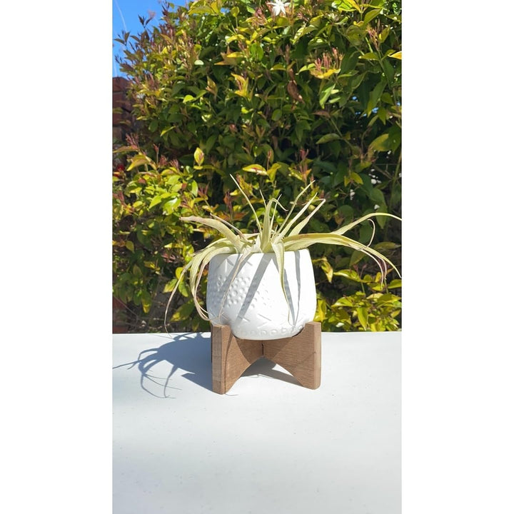 Flora Bunda 3.5 Inch Caveman Ceramic on Stand Mid Century Matte Black 3.5" - Diamond Home USA