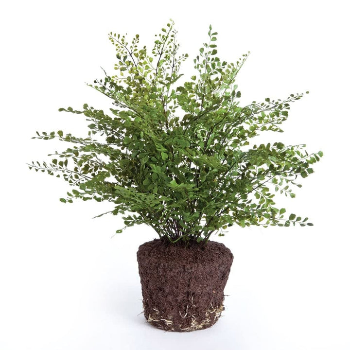 Maiden Hair Fern Drop-In Flowering Plant 23-Inch