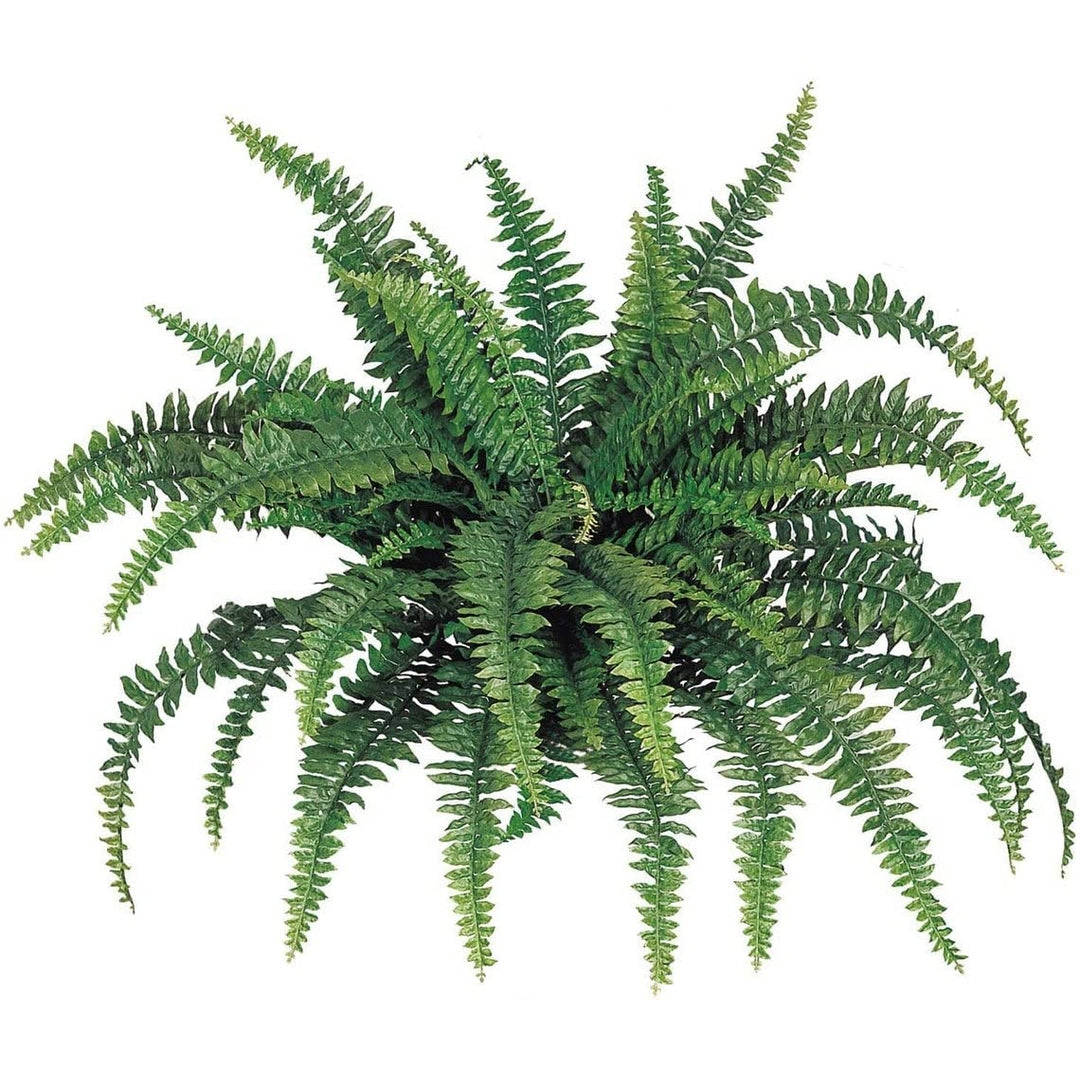 Silk Boston Fern Uv Resistant 48 Inch Diameter 60 Fronds 48" - Diamond Home USA