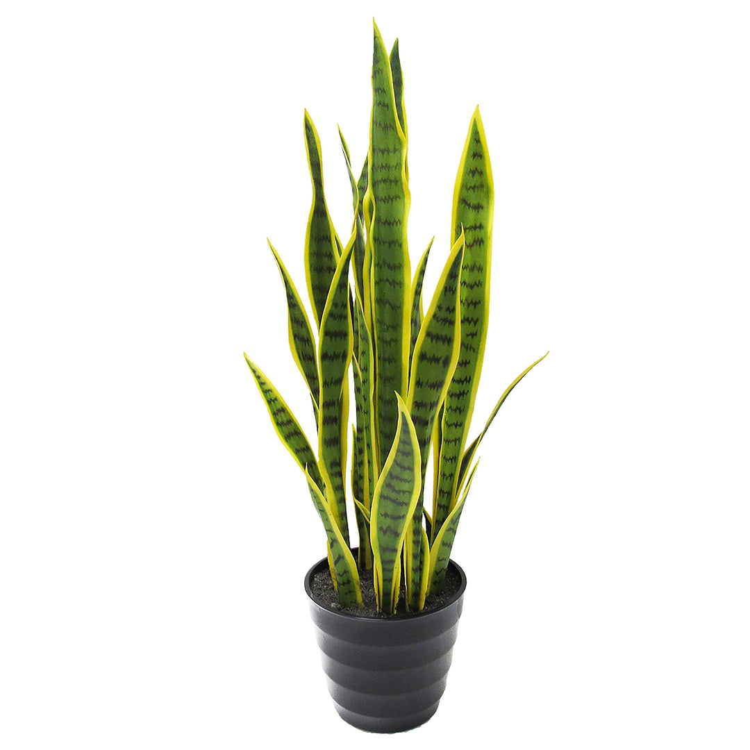 32in Snake Plant in Pot 32" H X 10" W Dp Green - Diamond Home USA