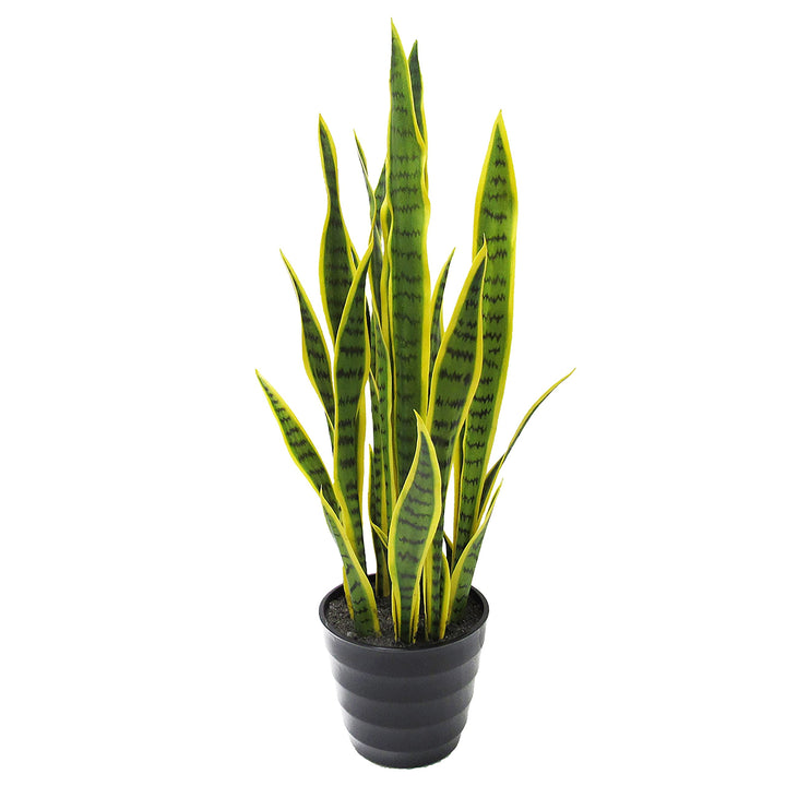 32in Snake Plant in Pot 32" H X 10" W Dp Green - Diamond Home USA