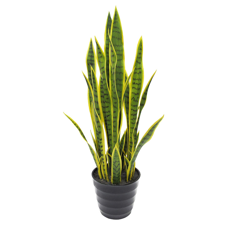 32in Snake Plant in Pot 32" H X 10" W Dp Green
