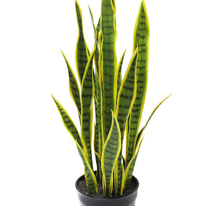 32in Snake Plant in Pot 32" H X 10" W Dp Green - Diamond Home USA
