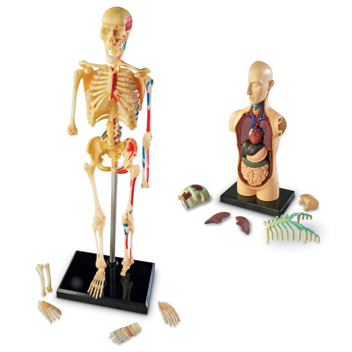 Learning Resources Anatomy Models Bundle Set Brain Body Heart Skeleton Classroom - Diamond Home USA