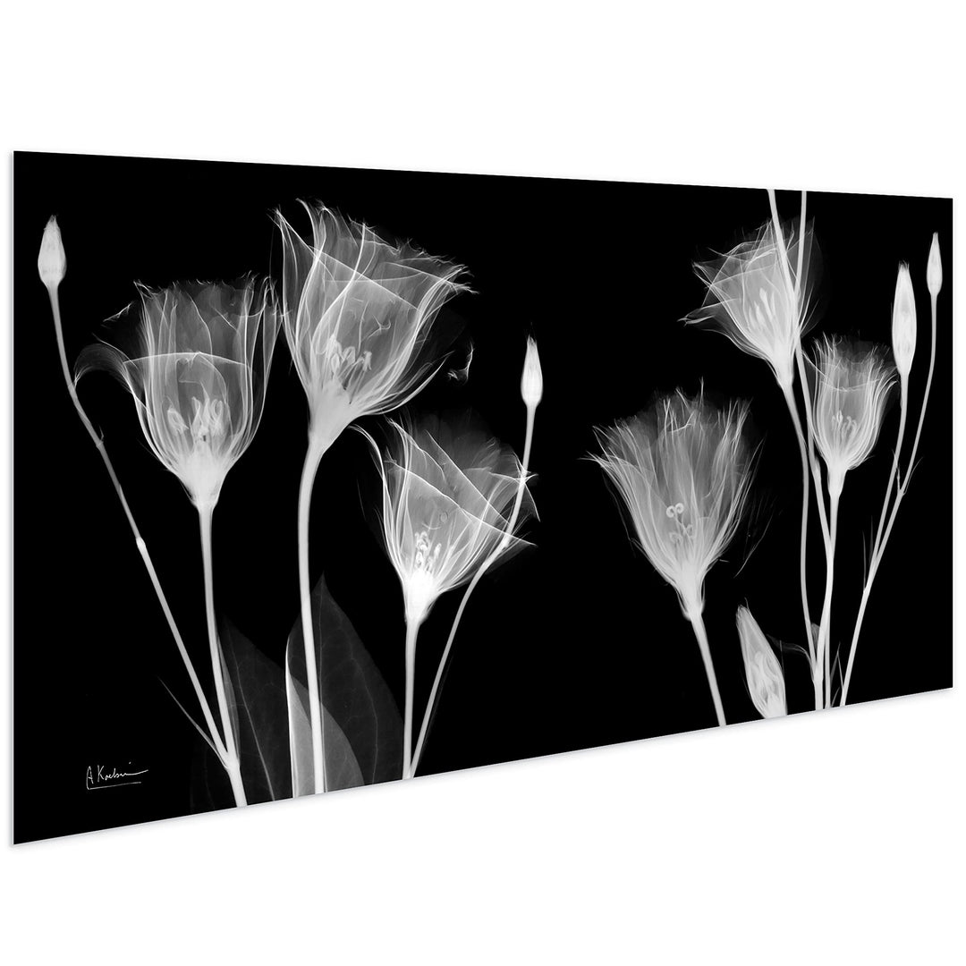 Gentian Xray Frameless Free Floating Tempered Glass Panel Graphic Wall Art Black - Diamond Home USA