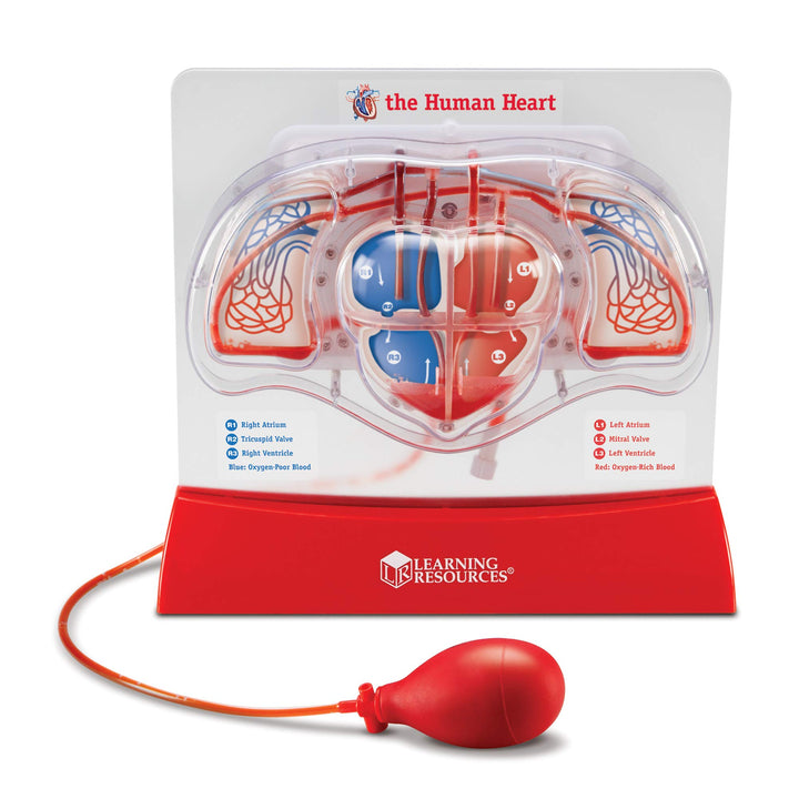 Learning Resources Pumping Heart Model - 1 Piece Grades 3+|Ages 8+ Educational