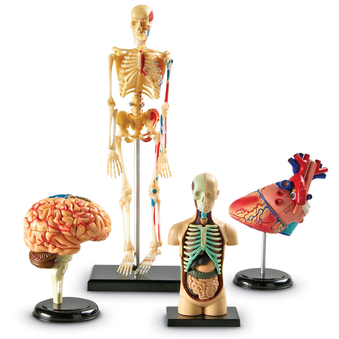Learning Resources Anatomy Models Bundle Set Brain Body Heart Skeleton Classroom