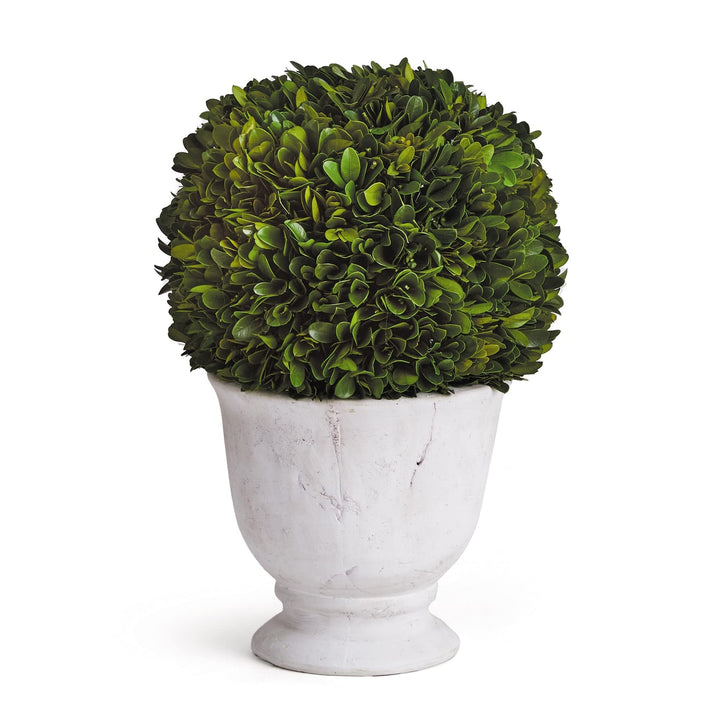 Boxwood Ball Topiary in Pot Large Green
