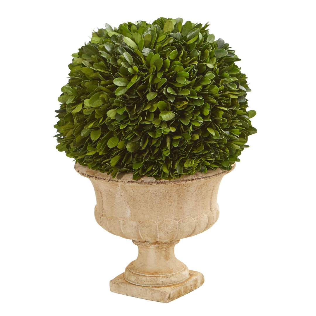 12 inch Boxwood Topiary Ball Preserved Plant in Decorative Urn Multi Medium