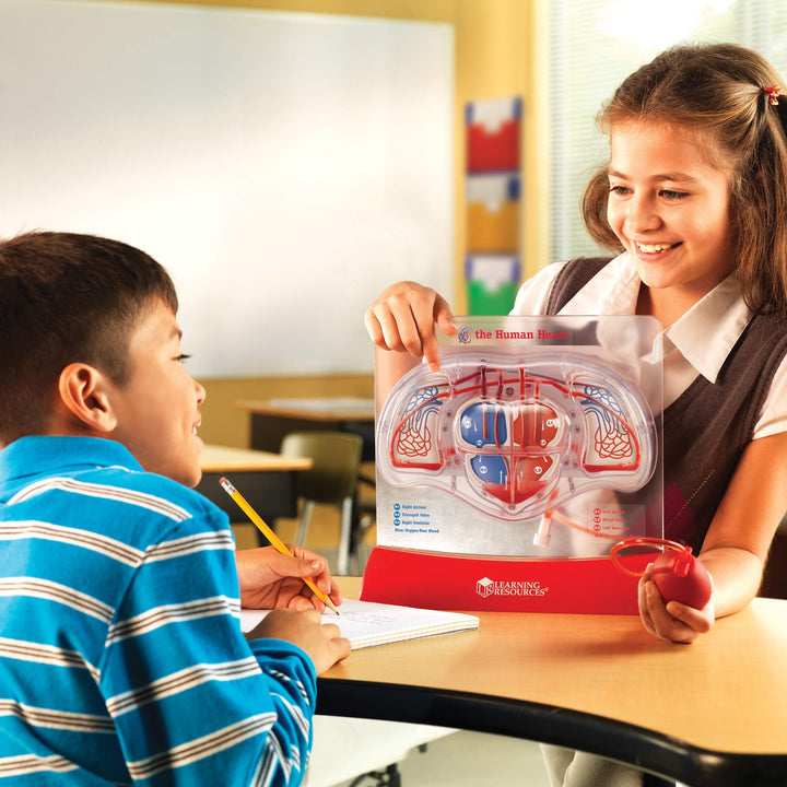 Learning Resources Pumping Heart Model - 1 Piece Grades 3+|Ages 8+ Educational - Diamond Home USA