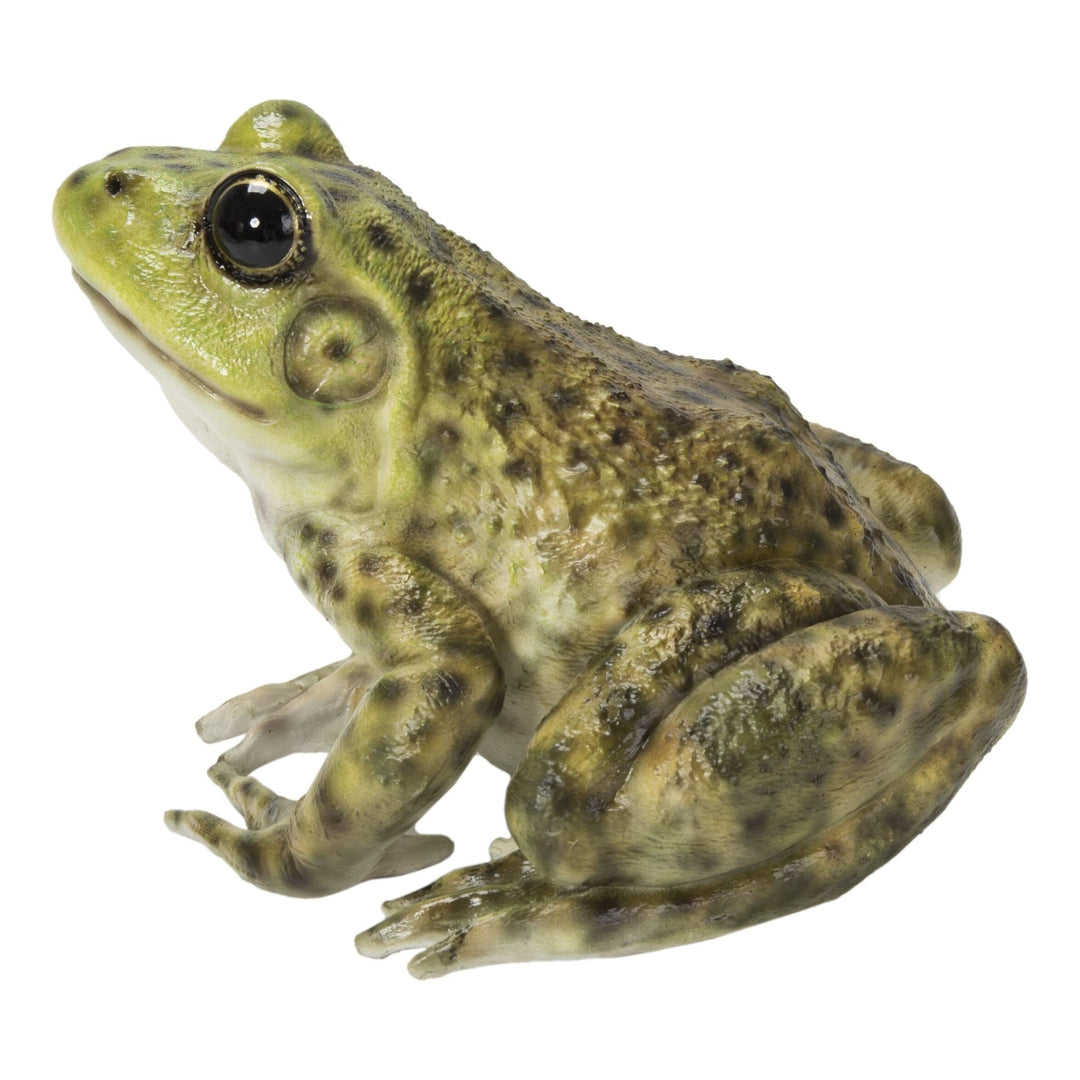American Bullfrog Ultra Realistic Garden Statue Multi Color Polyresin - Diamond Home USA