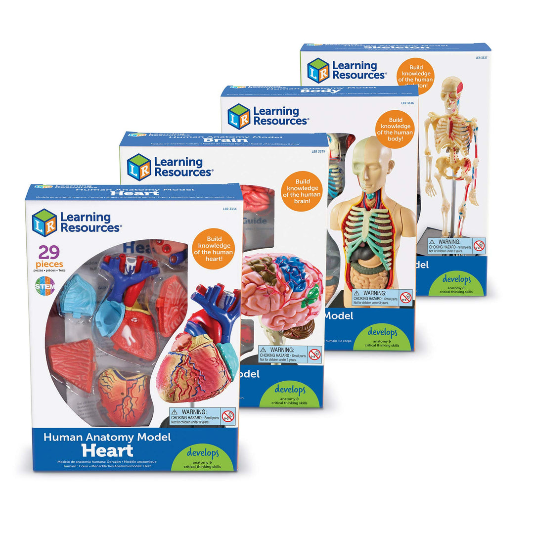 Learning Resources Anatomy Models Bundle Set Brain Body Heart Skeleton Classroom - Diamond Home USA