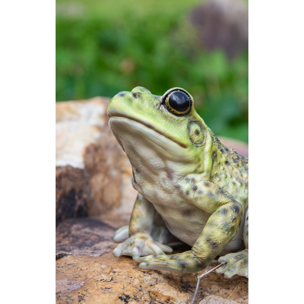 American Bullfrog Ultra Realistic Garden Statue Multi Color Polyresin - Diamond Home USA