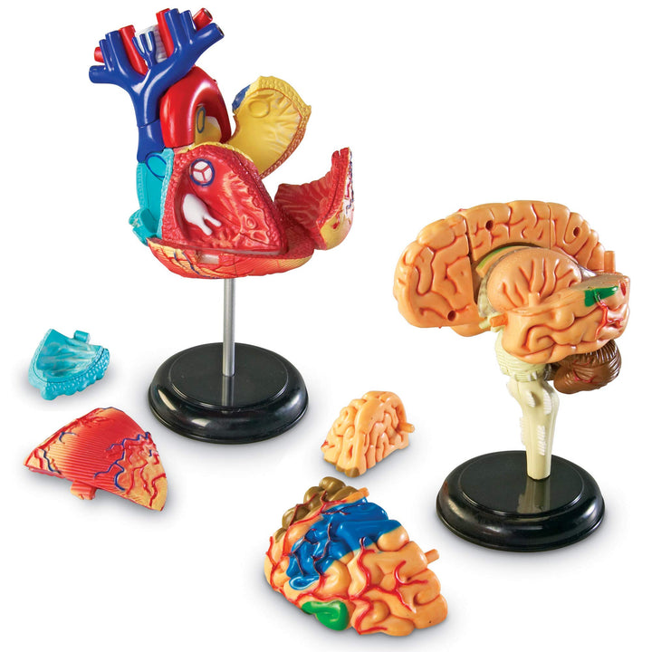 Learning Resources Anatomy Models Bundle Set Brain Body Heart Skeleton Classroom - Diamond Home USA