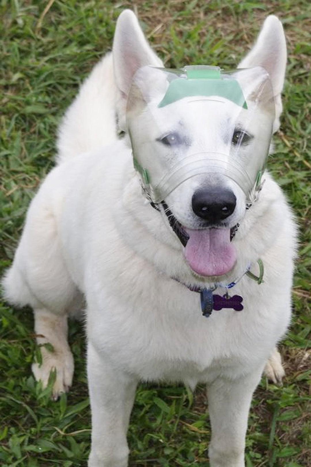 Optivizor Eye Protection for Dogs (XL 100+ Pounds) - Diamond Home USA