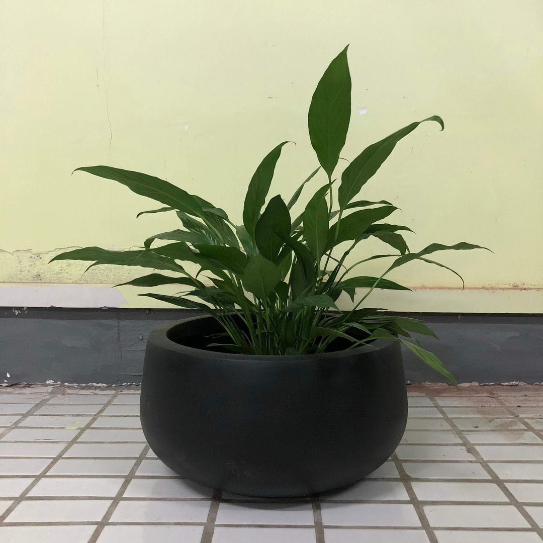 Lightweight Concrete Modern Low Bowl Cement Planter-Medium - 15.7'x15.7'x7.9' - Diamond Home USA