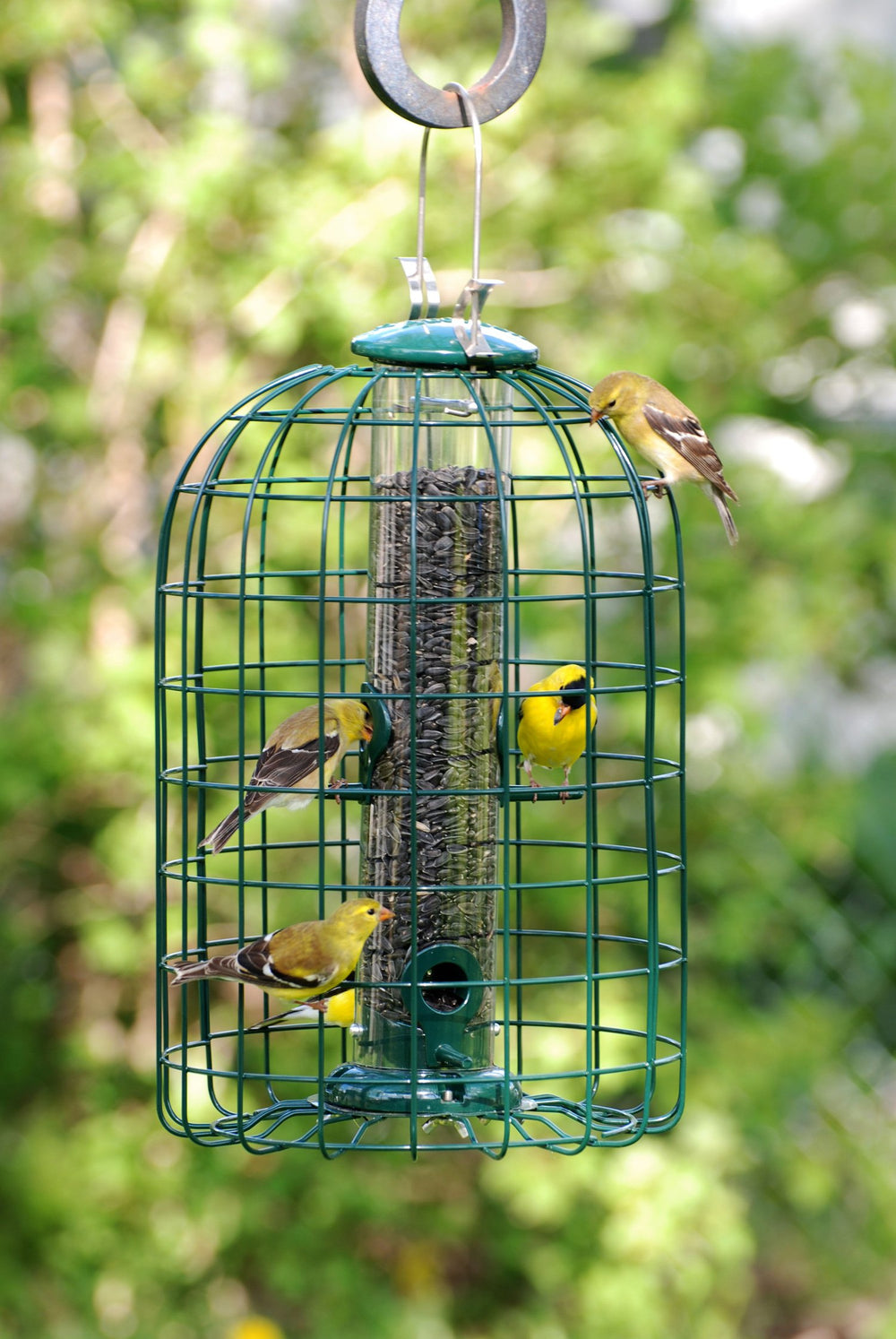 Audubon Squirrel Proof Caged Tube Type Bird Feeder Model NATUBE3 - Diamond Home USA