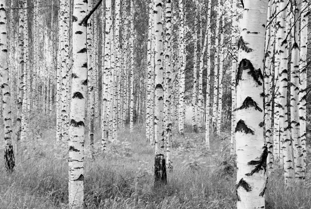 Komar XXL4-023 Birch Forest Wall Mural White & Off-White - Diamond Home USA