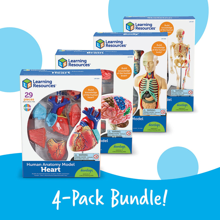 Learning Resources Anatomy Models Bundle Set Brain Body Heart Skeleton Classroom - Diamond Home USA