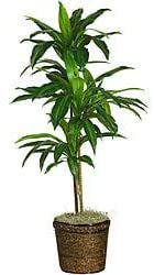 Silk 48 inch Real Touch Plant