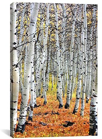 Autumn Aspen' Canvas Wall Art Grey French Country