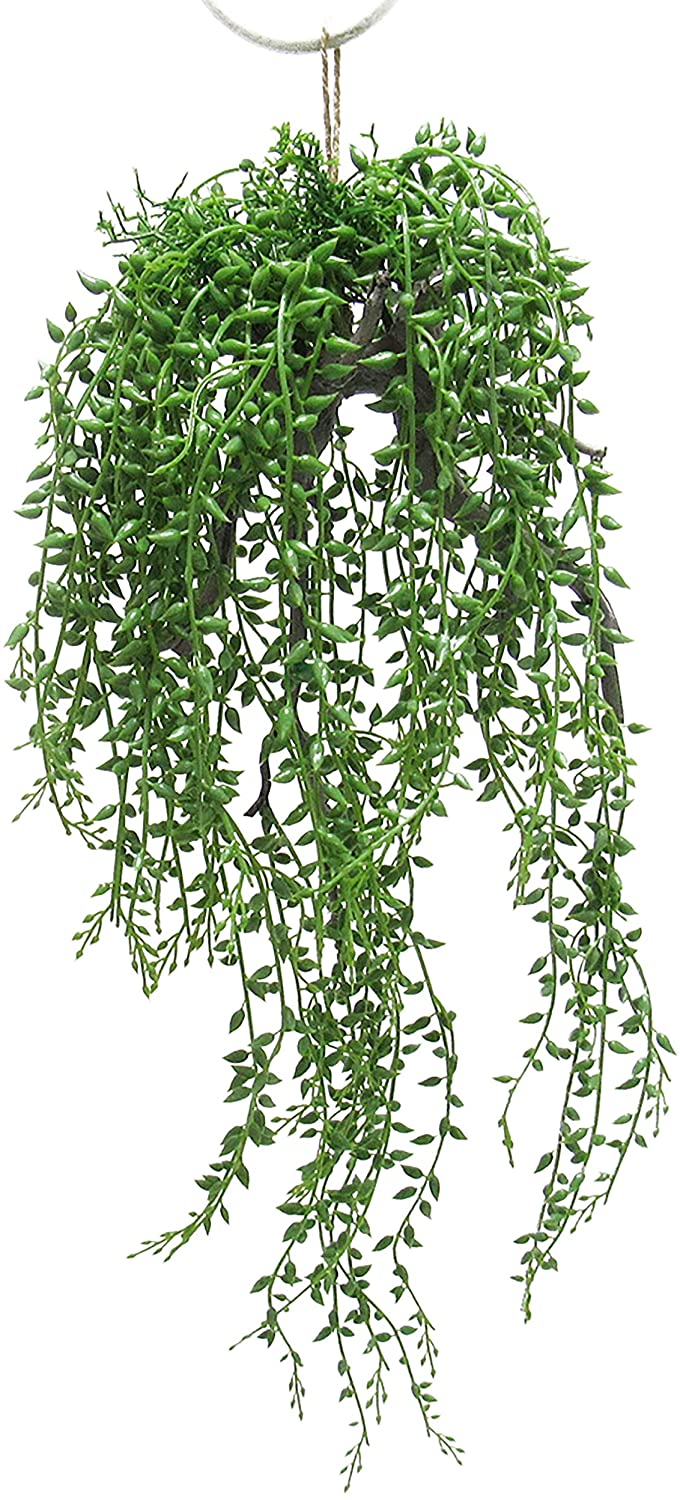 Donkeytail Berry Succulent Hanging Air Plant 20 5in Green 20 5" L X 8" W 7" Dp - Diamond Home USA