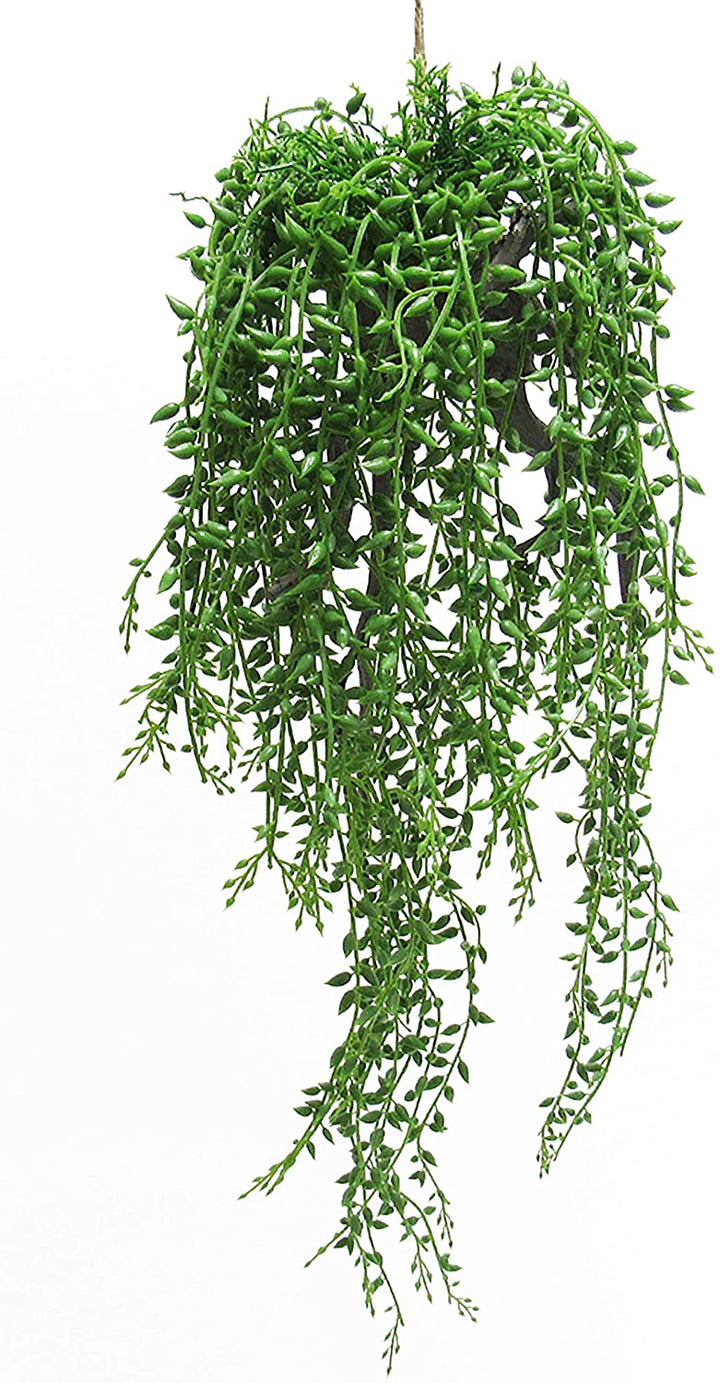 Donkeytail Berry Succulent Hanging Air Plant 20 5in Green 20