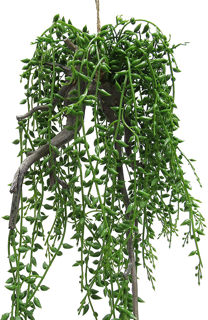 Donkeytail Berry Succulent Hanging Air Plant 20 5in Green 20 5" L X 8" W 7" Dp - Diamond Home USA